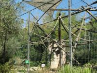 Gibbon à mains blanches