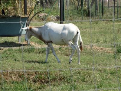 Oryx algazelle