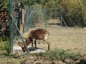 Cobe de Lechwe