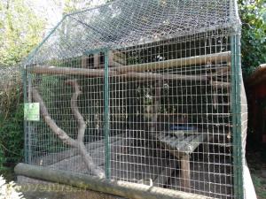 Coati roux