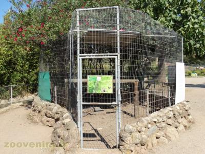 Calao à casque noir