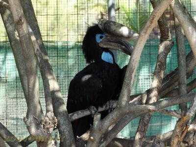 Calao à casque noir