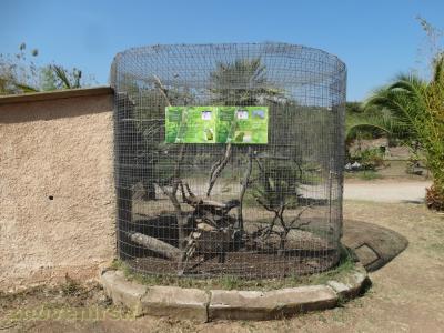 Ara noble - Conure pavoine