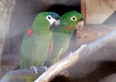 Ara noble - Conure pavoine