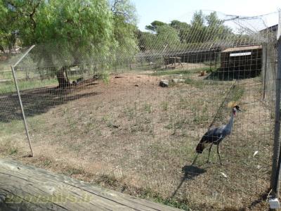 Grue couronnée grise