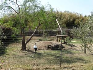 Grue de Manchourie