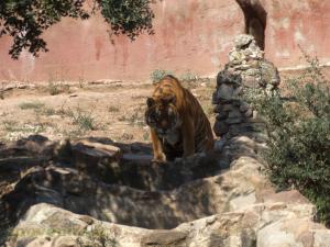 Tigre