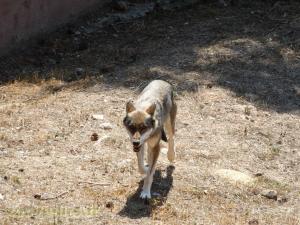 Loup