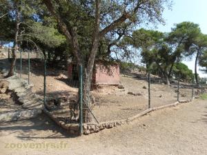 Mouflon de Corse