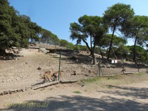 Mouflon de Corse
