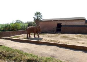  Éléphant d'Asie