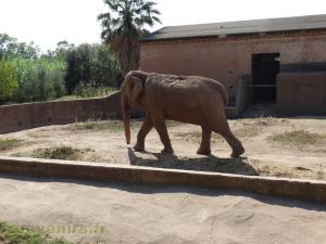  Éléphant d'Asie