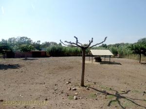 Mouton de Somalie