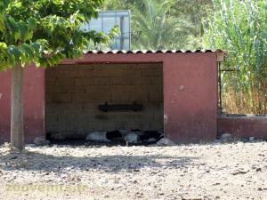 Mouton de Somalie