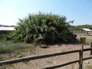 Autruche