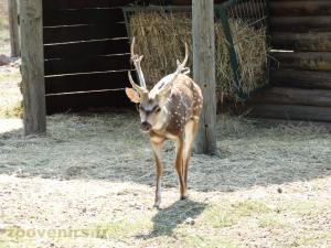 Cerf axis