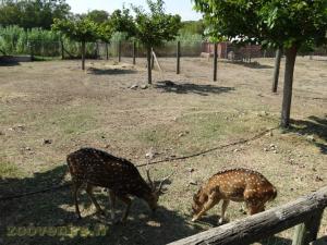 Cerf axis