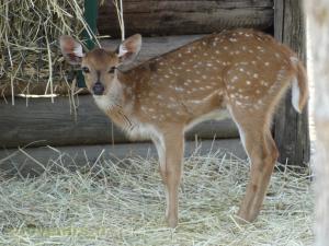 Cerf axis