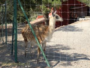 Guanaco
