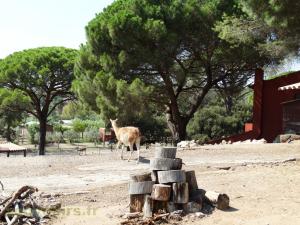 Guanaco