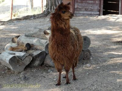 Alpaga