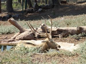 Cerf du père David