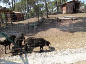 Mouton noir