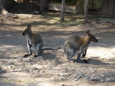 Wallaby de Bennett