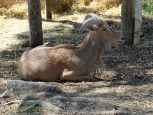 Mouflon à manchettes