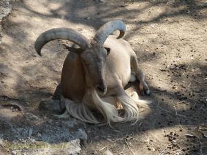 Mouflon à manchettes