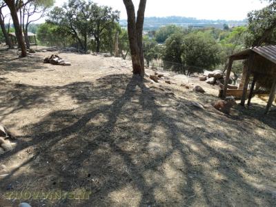 Mouflon à manchettes