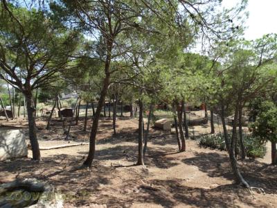 Cervicapre - Cerf axis