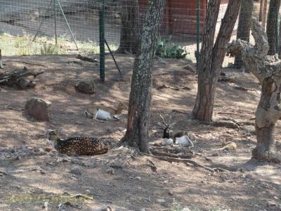 Cervicapre - Cerf axis