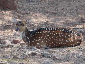 Cerf axis