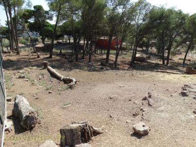 Cervicapre - Cerf axis