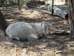 Chèvre Mohair