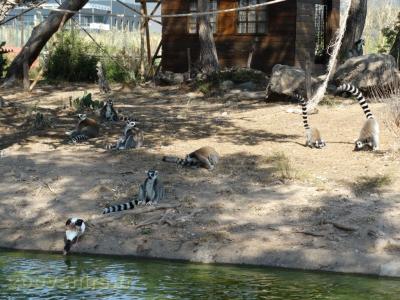 Maki vari - Maki catta