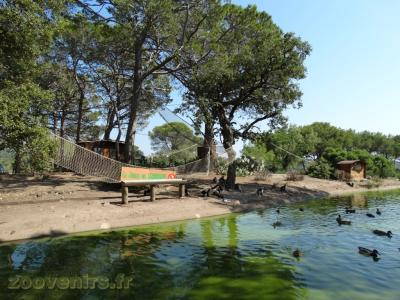 Maki vari - Maki catta