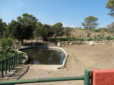 Hippopotame amphibie