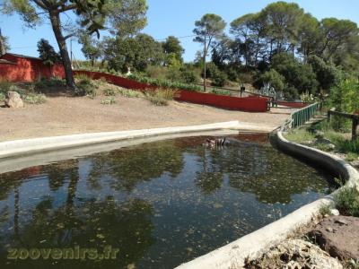 Hippopotame amphibie