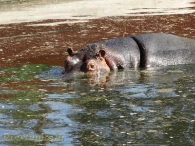 Hippopotame amphibie
