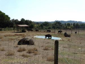 Bison d'Amérique