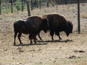 Bison d'Amérique
