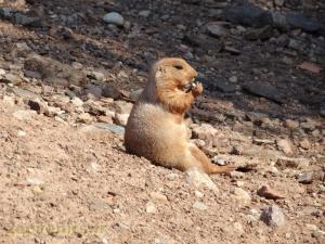Chien de prairie