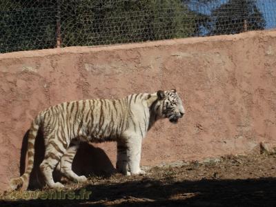 Tigre blanc
