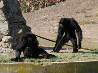Siamang
