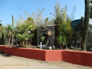 Perruche callopsite