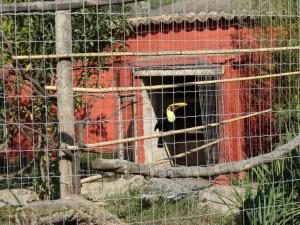 Toucan de Swainson