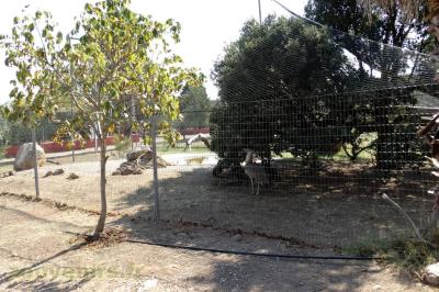 Cigogne - Calao terrestre - Outarde