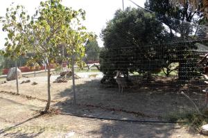 Cigogne - Calao terrestre - Outarde